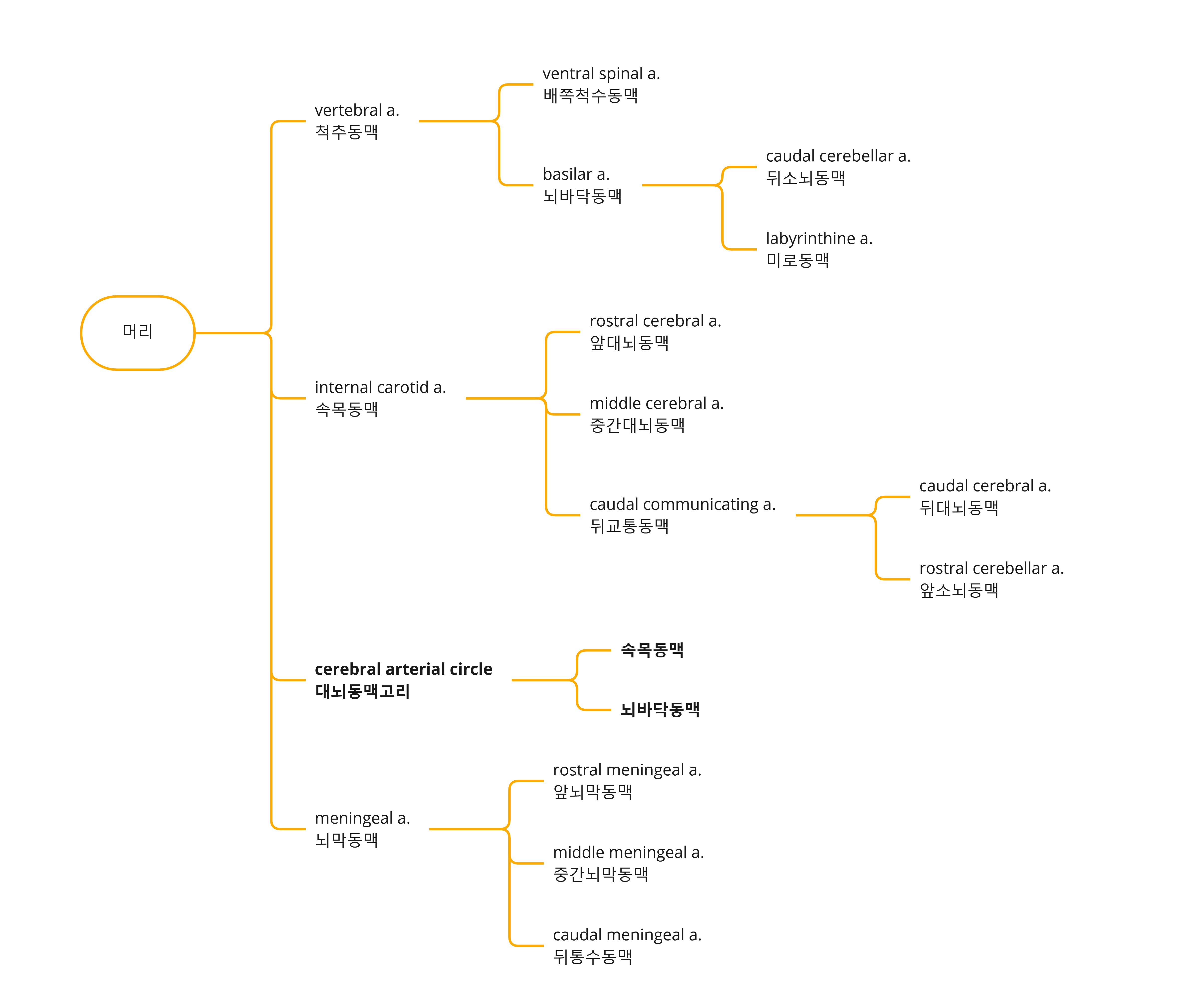 Arteries - 머리.jpg
