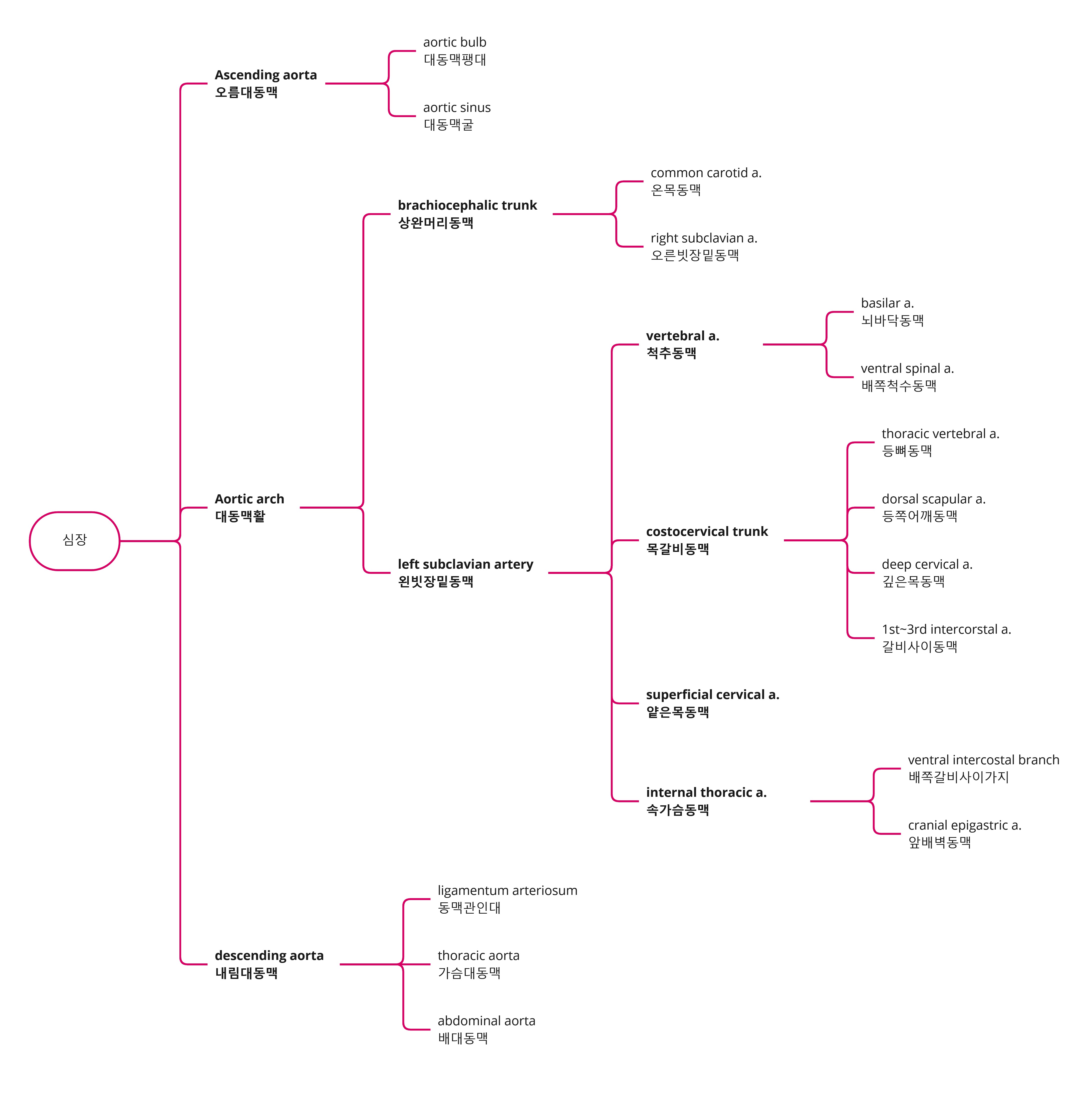 Arteries - 심장.jpg