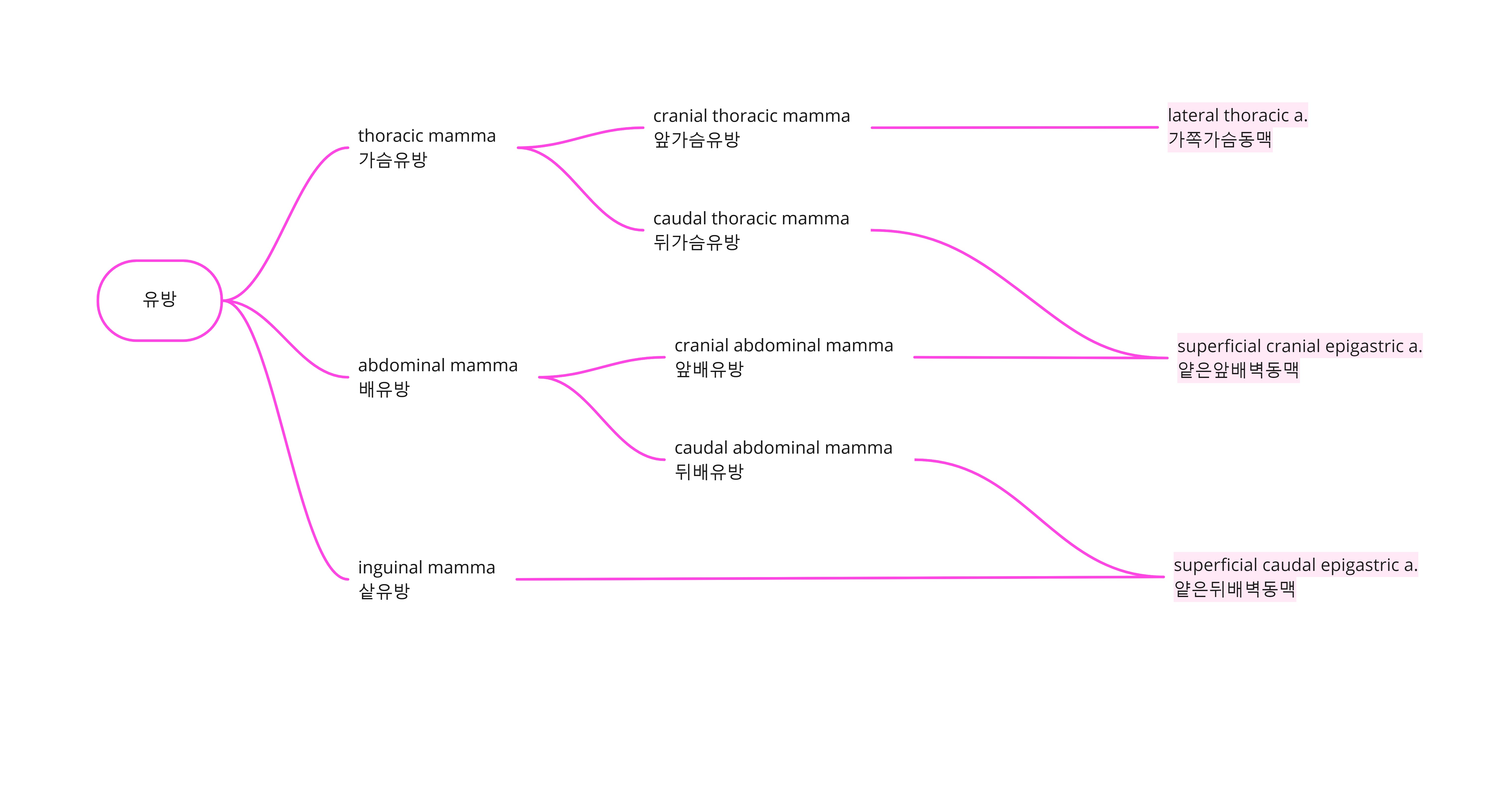 Arteries - 유방.jpg