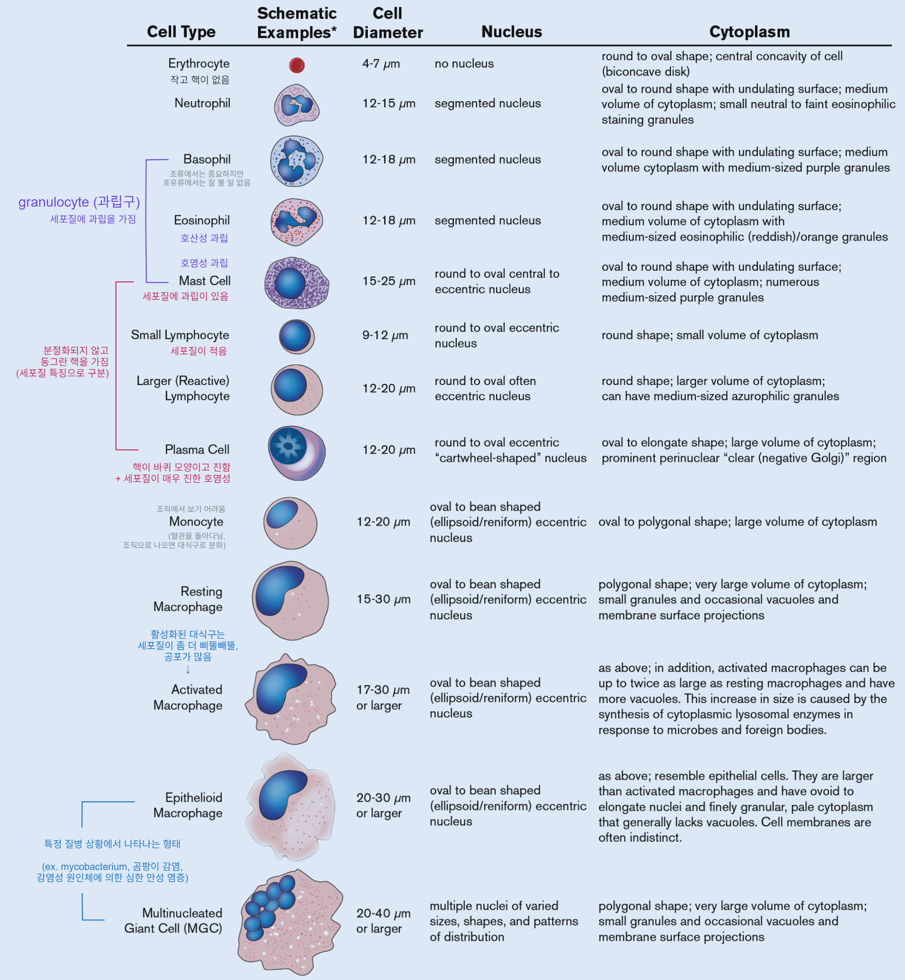 Figure. 면역세포의 종류 (Morphological features of Immune cells).png
