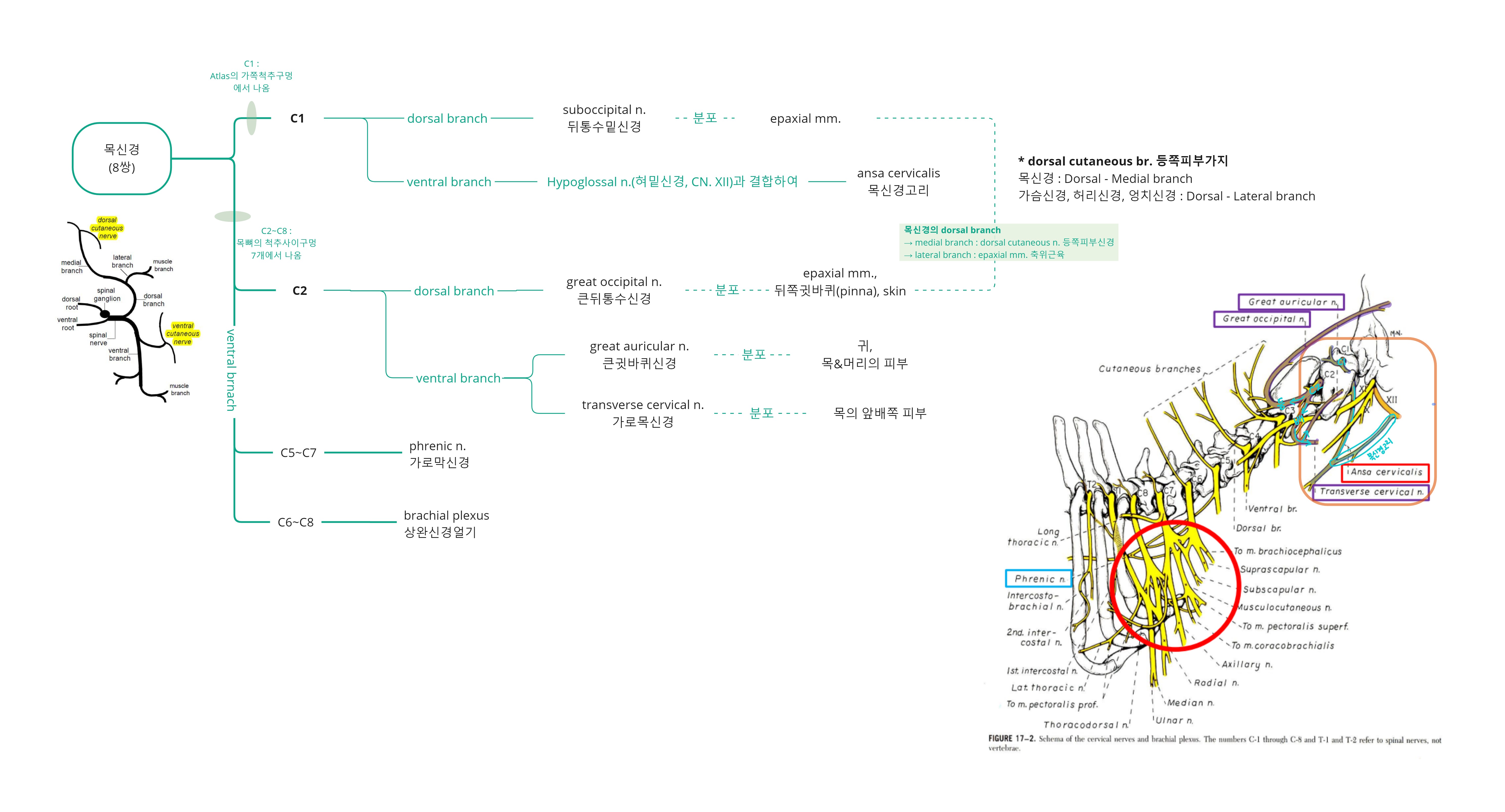 Miro_ Cervical nerves (목신경).jpg