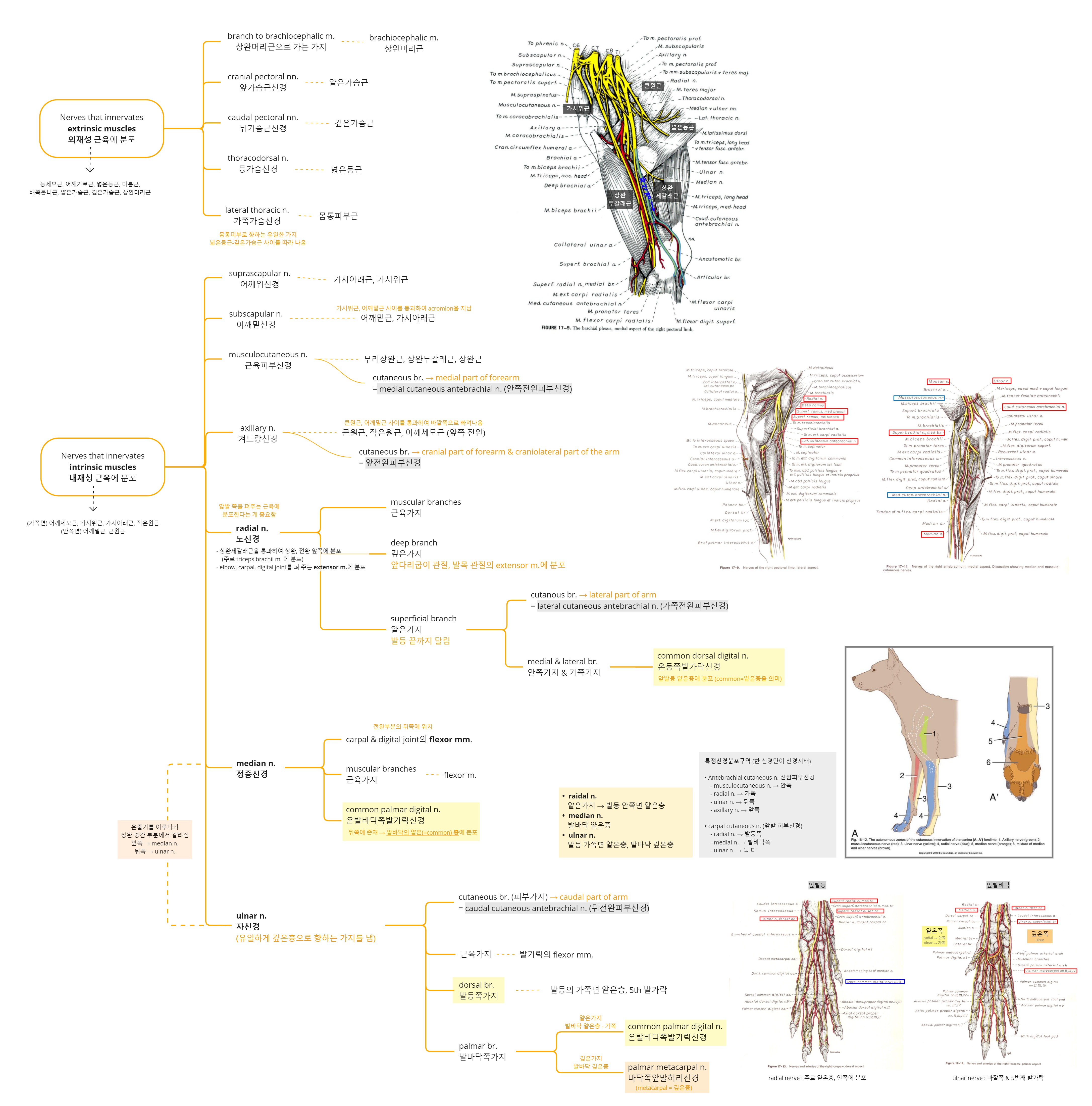 Miro_ Nerve to thoracic limb (앞다리 신경).jpg