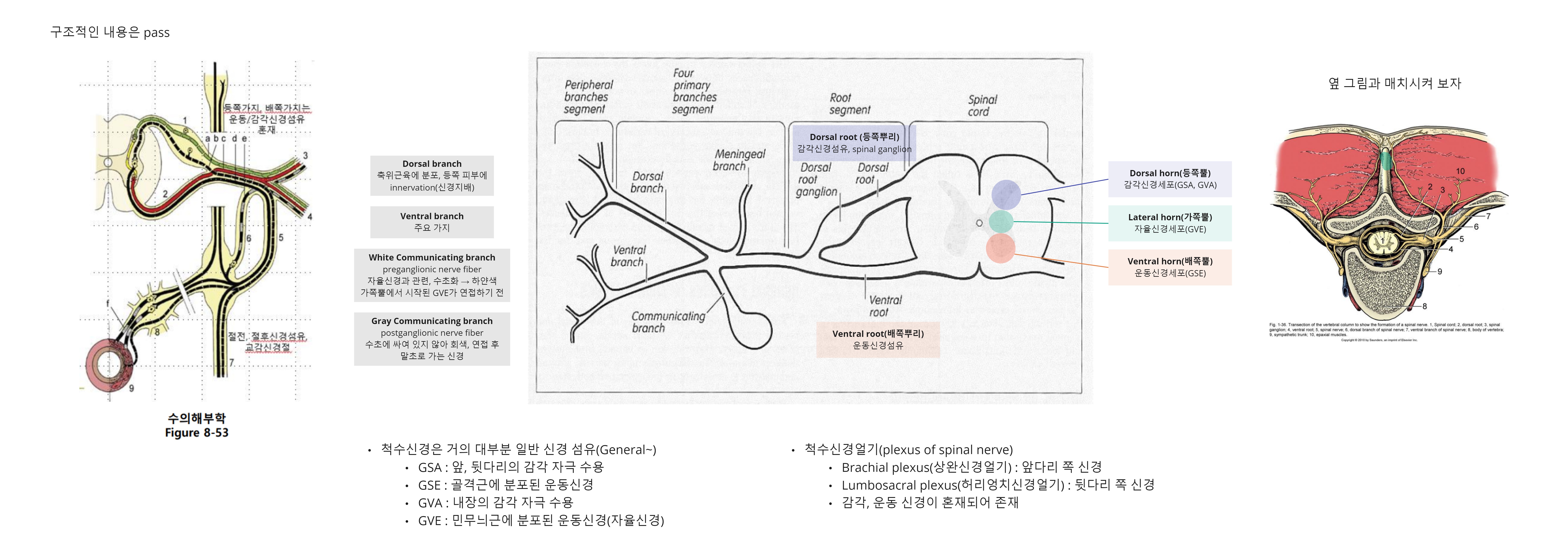 Miro_ Spinal cord.jpg
