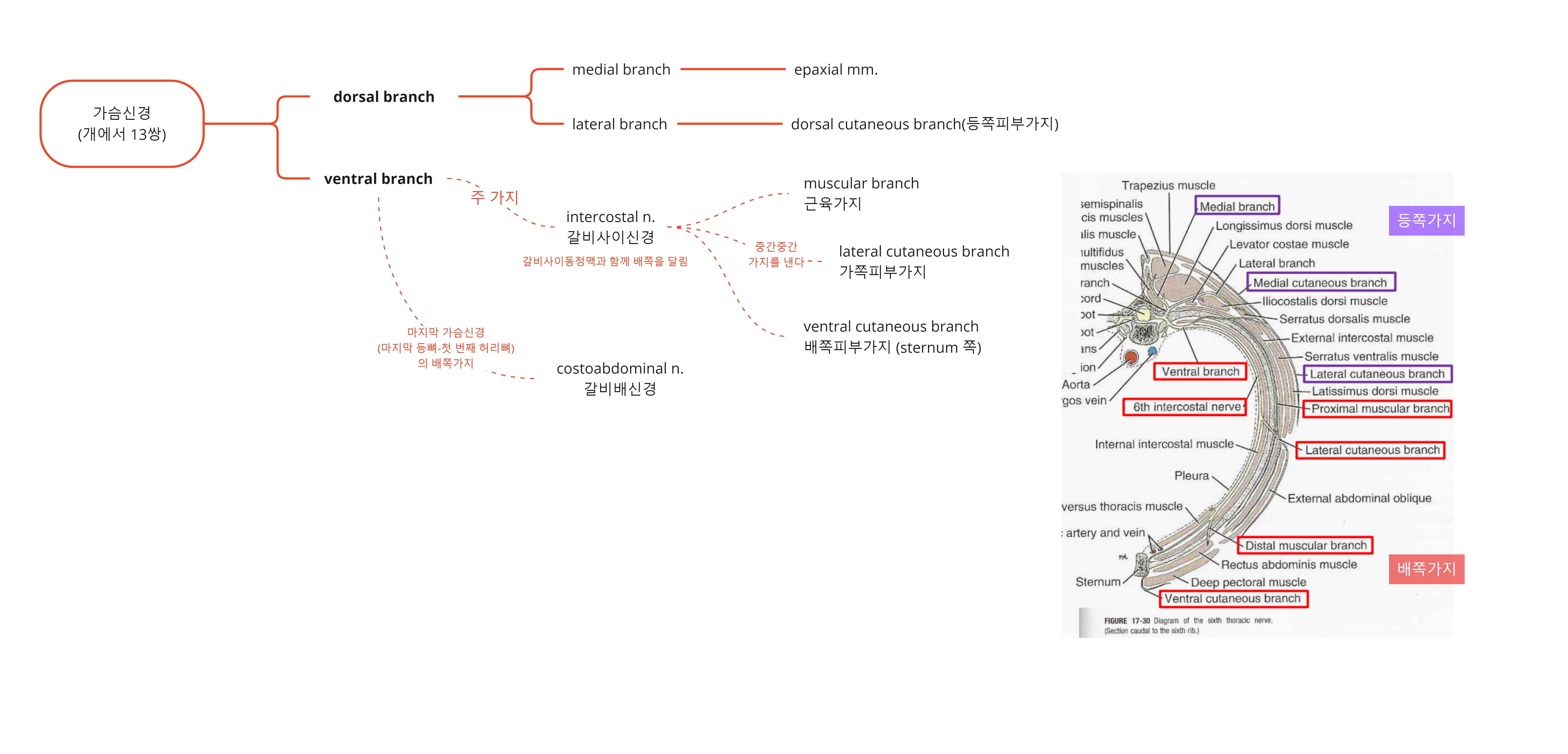 Miro_ Thoracic nerves (가슴신경).jpg