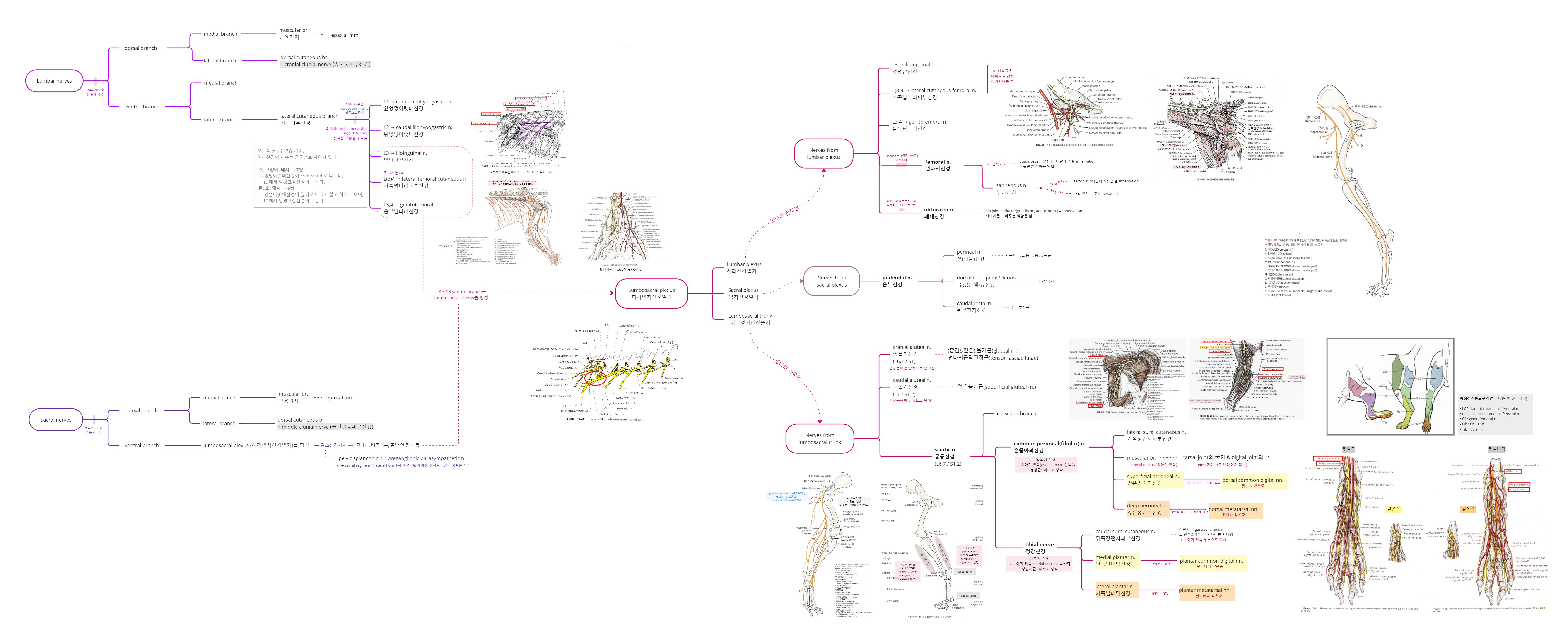 Miro_Lumbar & Sacral nerves (허리&엉치신경).jpg