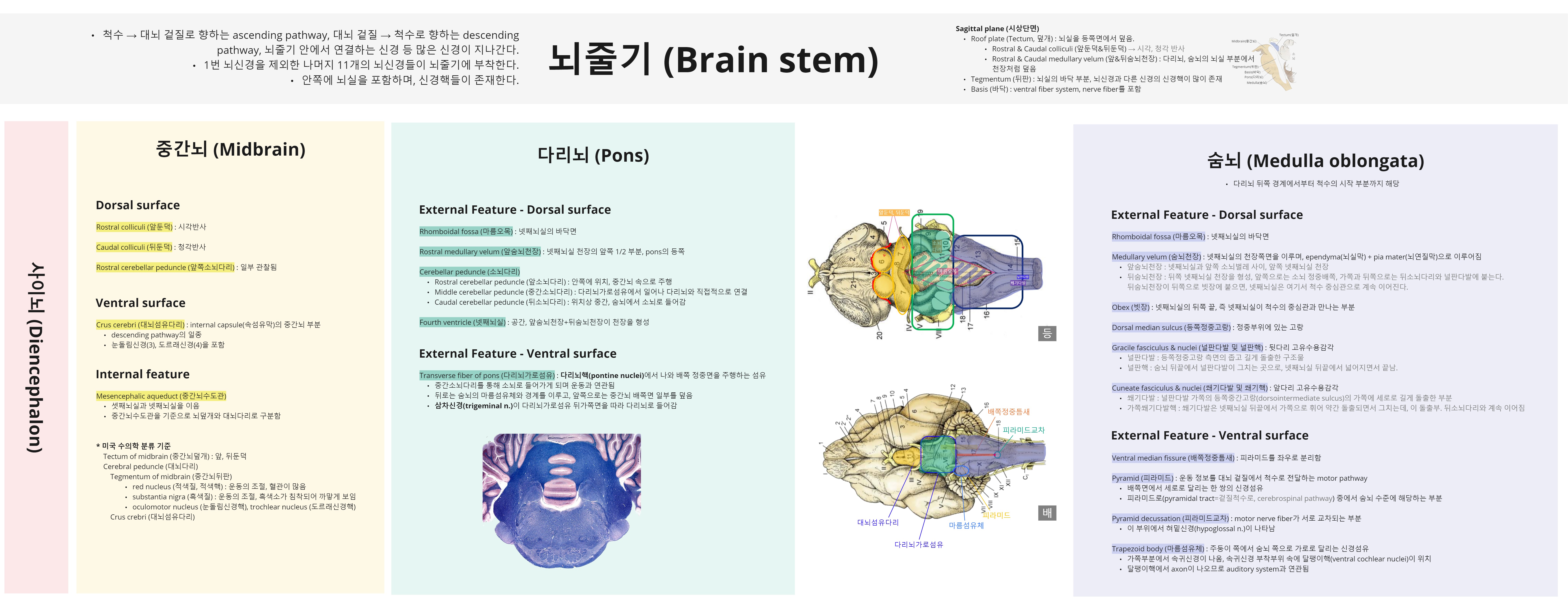 Miro_뇌줄기.jpg