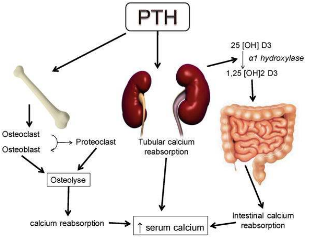 Calcium 조절
