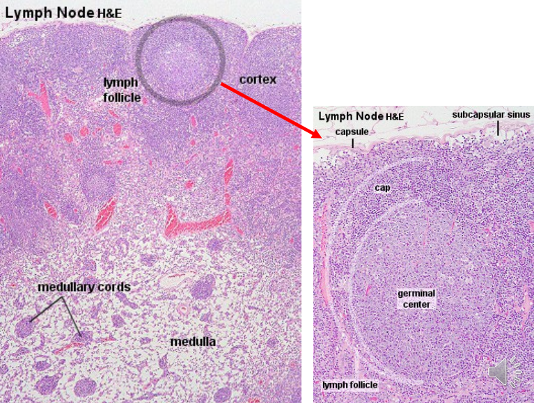 Lymphoid follicle
