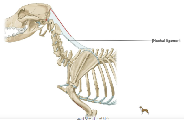 Nuchal ligament