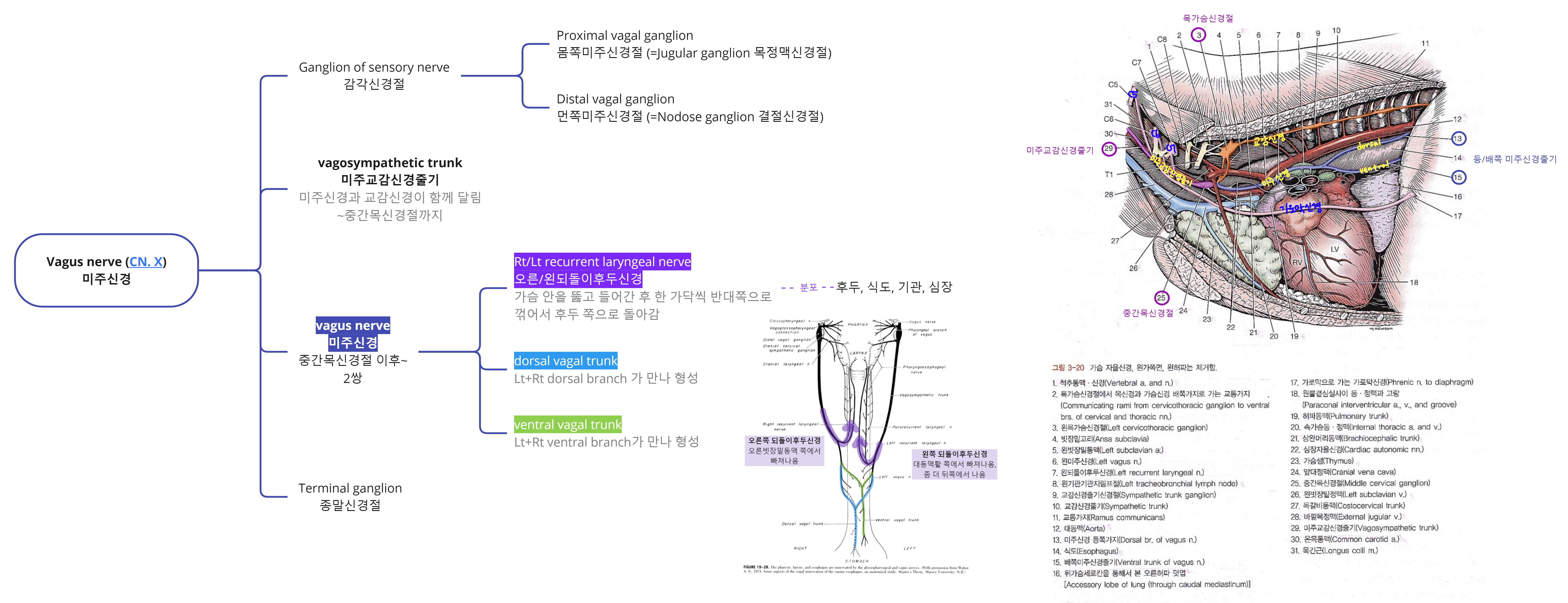 Figure. Vagus nerve.jpg